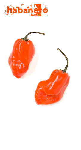 Eat More Chilis