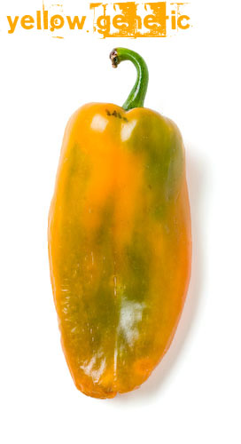 Eat More Chilis
