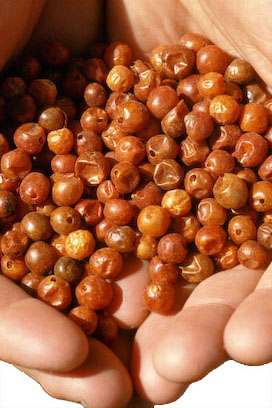 hands holding chiltepin chile peppers copyright Ryan Stevenson